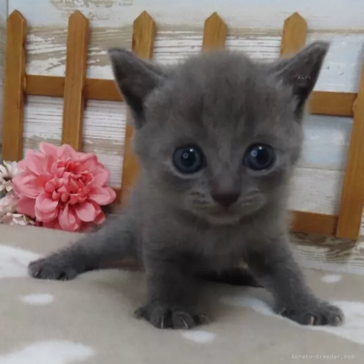 ID:2509-00784の子猫