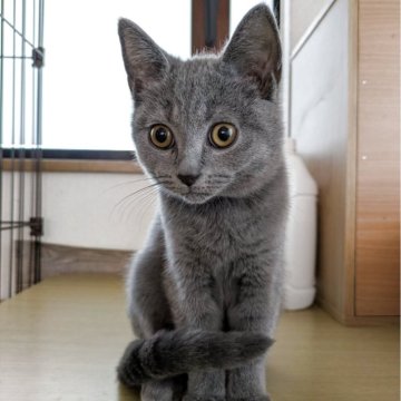 シャルトリュー【千葉県・男の子・2025年8月9日・ブルー】の写真「すくすくと成長中♬」