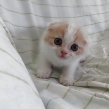 スコティッシュフォールド(折れ耳)【千葉県・男の子・2025年9月18日・クリームタビー&ホワイト】の写真「現在732ｇ すくすくと成長中♬」