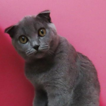 スコティッシュフォールド(折れ耳)【千葉県・男の子・2025年4月6日・ブルー】の写真「好奇心旺盛な男の子♬」