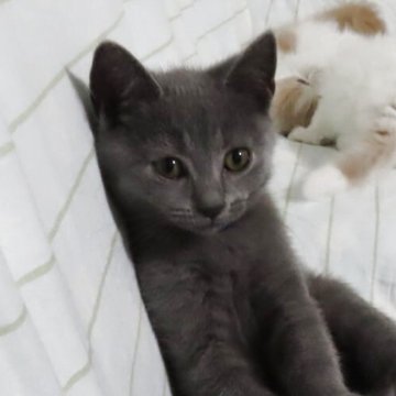 シャルトリュー【千葉県・男の子・2025年8月9日・ブルー】の写真「すくすくと成長中♬」