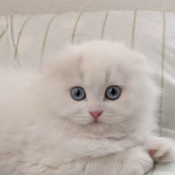 スコティッシュフォールド(折れ耳)【千葉県・男の子・2025年9月18日・クリーム&ホワイト（ロング）】の写真「珍しい碧い目のスコティッシュ♪」