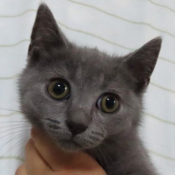 シャルトリュー【千葉県・男の子・2025年8月9日・ブルー】の写真「すくすくと成長中♬」