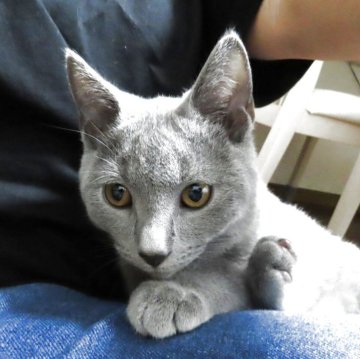 シャルトリュー【千葉県・男の子・2025年7月24日・ブルー】の写真「穏やかな男の子です♬」