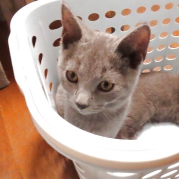 シャルトリュー【千葉県・男の子・2025年7月24日・ブルー】の写真「穏やかな男の子です♬」