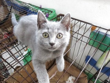 シャルトリュー【千葉県・男の子・2025年8月9日・ブルー】の写真「すくすくと成長中♬」