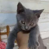 シャルトリュー