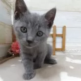 シャルトリュー