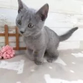 シャルトリュー