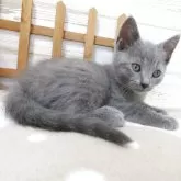 シャルトリュー