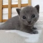シャルトリュー