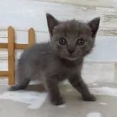 シャルトリュー