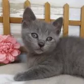 シャルトリュー