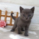 シャルトリュー