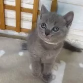 シャルトリュー