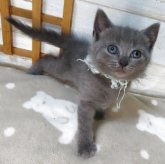 シャルトリュー