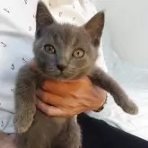 シャルトリュー