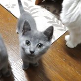 シャルトリュー