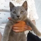 シャルトリュー