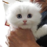 スコティッシュフォールド(折れ耳)