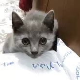 シャルトリュー