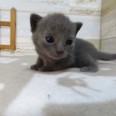 シャルトリュー