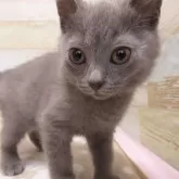 シャルトリュー【千葉県・男の子・2024年12月17日・ブルー】の写真1「1㎏を超えました。」