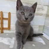 シャルトリュー