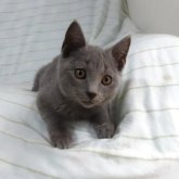 シャルトリュー