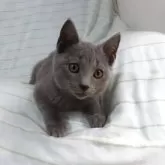 シャルトリュー