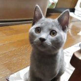 シャルトリュー