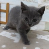 シャルトリュー