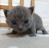 シャルトリュー