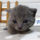 シャルトリュー