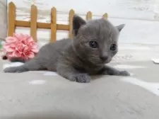 シャルトリュー【千葉県・男の子・2025年7月24日・ブルー】の写真2