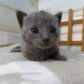 シャルトリュー【千葉県・男の子・2025年7月24日・ブルー】の写真3