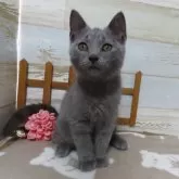 シャルトリュー【千葉県・男の子・2025年7月24日・ブルー】の写真3