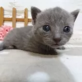 シャルトリュー【千葉県・男の子・2025年7月24日・ブルー】の写真4