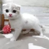 スコティッシュフォールド(折れ耳)【千葉県・男の子・2025年4月2日・クリーム&ホワイト】の写真5「横顔です」