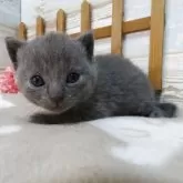 シャルトリュー【千葉県・男の子・2025年7月24日・ブルー】の写真5