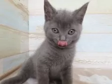 シャルトリュー【千葉県・男の子・2024年12月17日・ブルー】の写真5