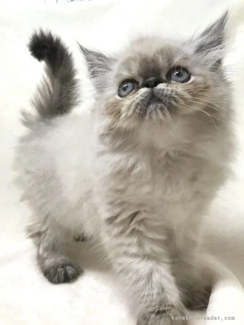 ID:2105-00893の子猫