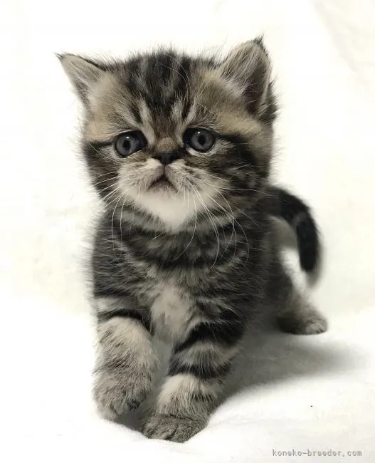 ID：2104-02311の子猫