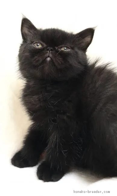 ID：2009-01821の子猫