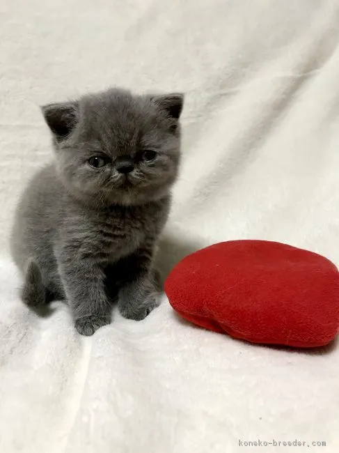ID：1809-01451の子猫