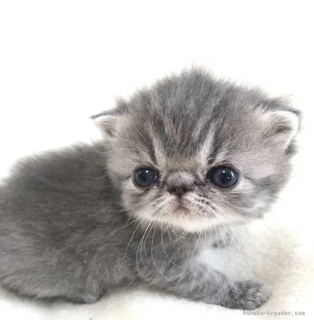 ID：2104-02124の子猫