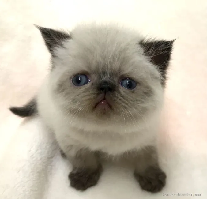 ID：2206-00597の子猫