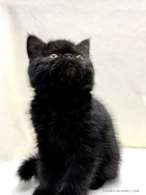 ID：2002-00874の子猫