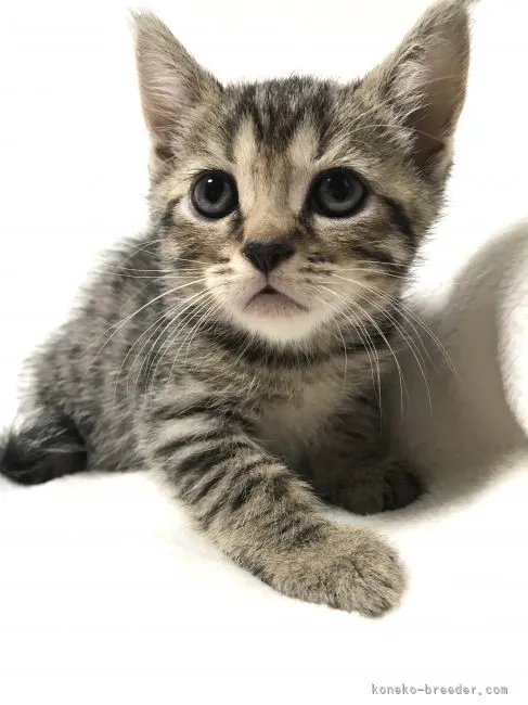 ID:2109-00789の子猫