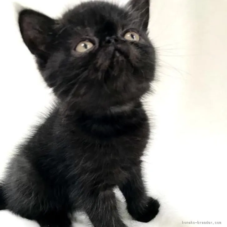 ID：2208-01366の子猫